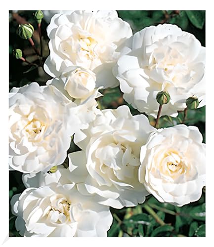 baldur-garten-bodendeckerrose-sea-foam-wei-e-rose-9x9-cm-topf image 3