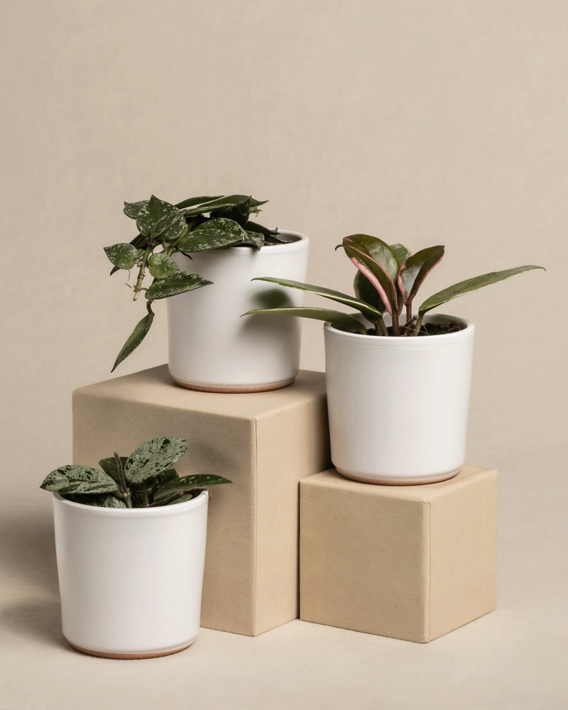 feey-babypflanzen-trio-hoya-wachsblumen-3er-set image 6
