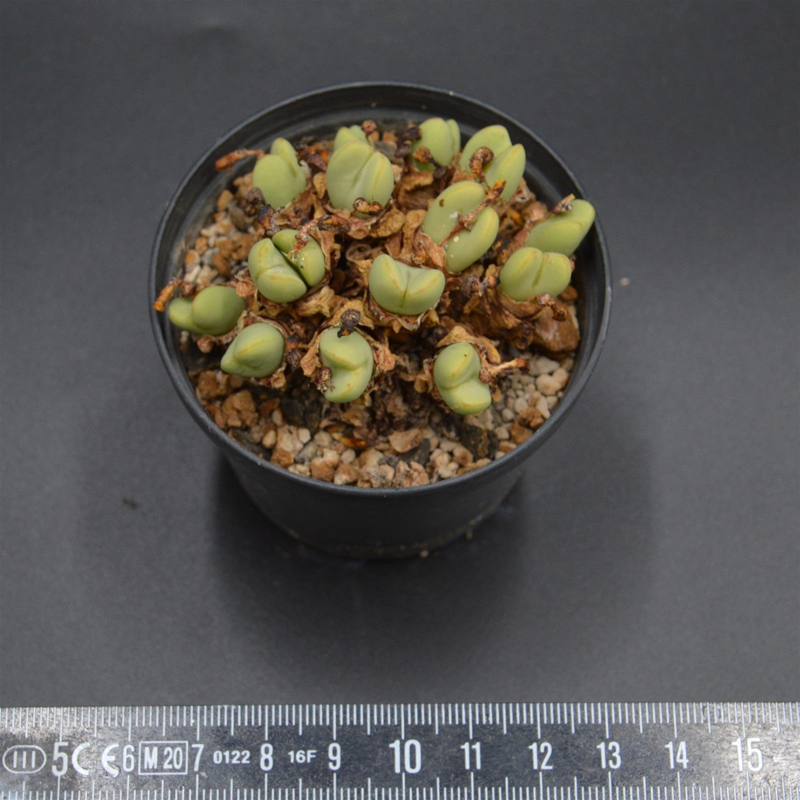 pasiora-conophytum-vlakmynense-einzelst-ck-rarit-t image 2