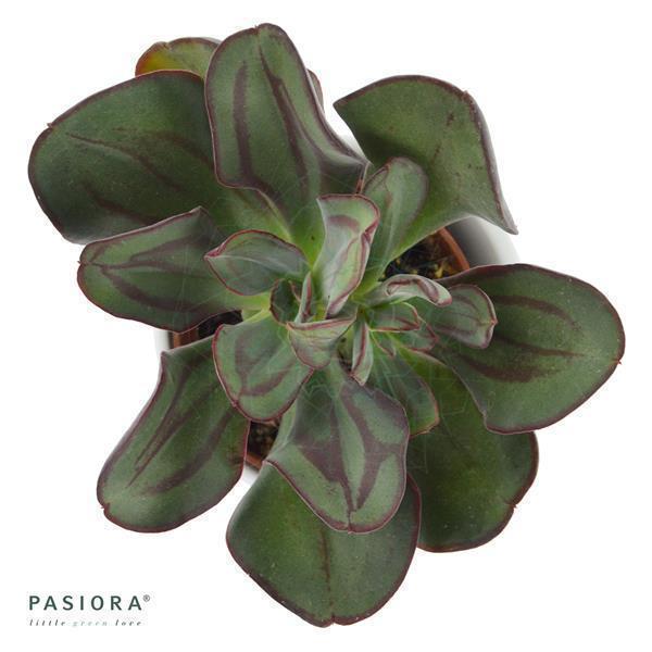 pasiora-echeveria-nodulosa-echeverie-6cm-topf image 1