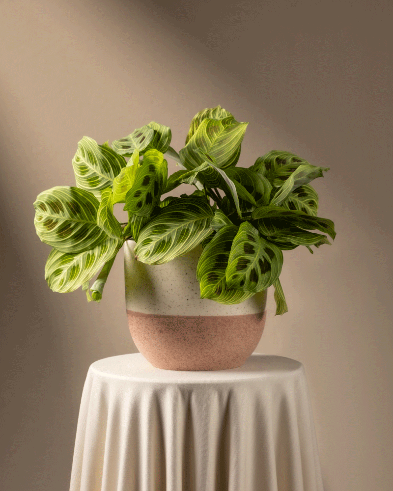 feey-maranta-light-veins-rarit-t-zimmerpflanze image 5