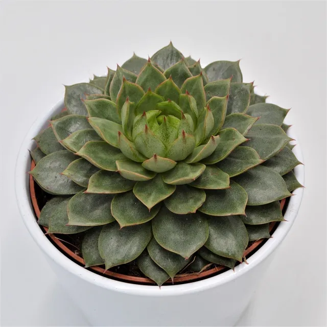 pasiora-echeveria-parva-12cm image 1