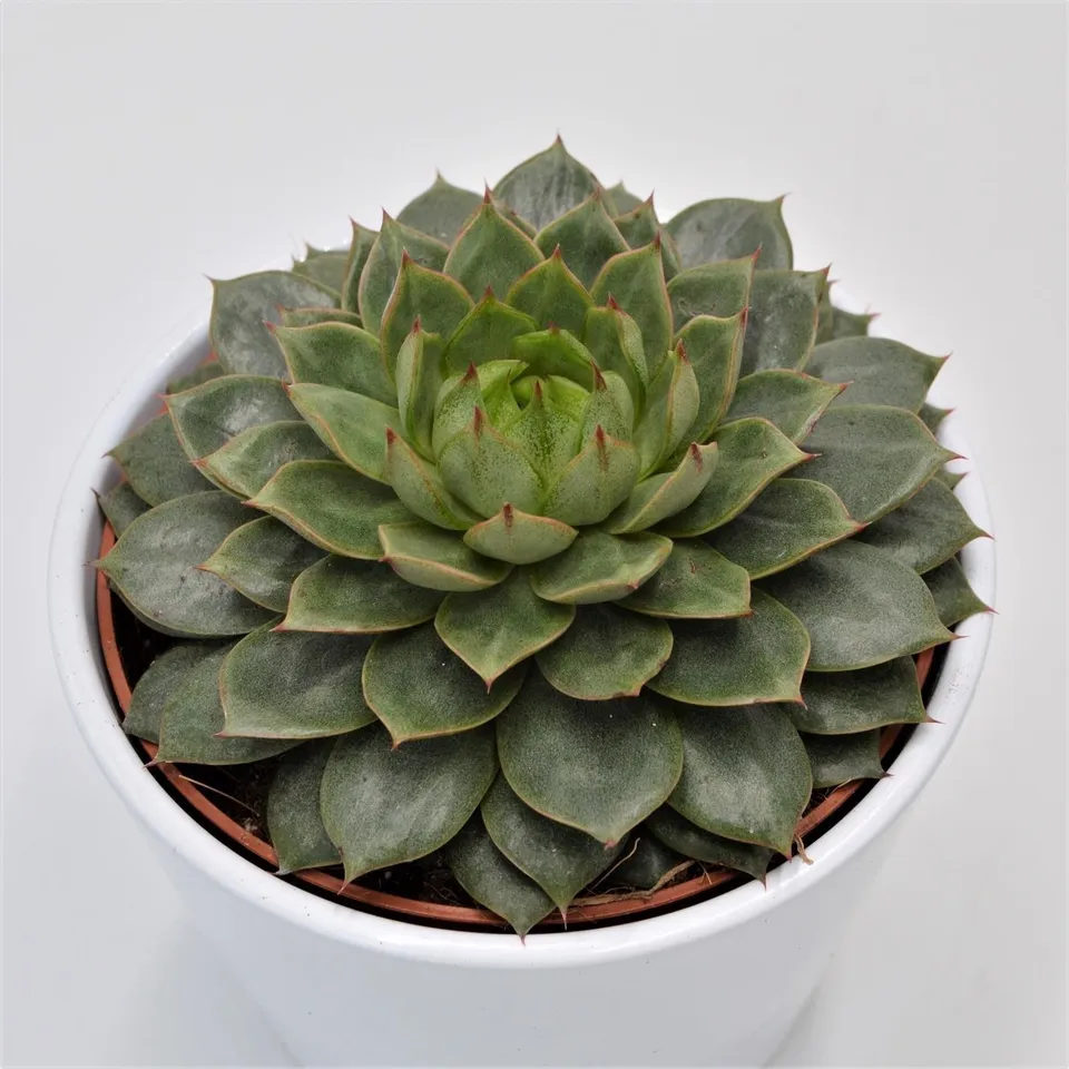 pasiora-echeveria-parva-12cm image 1
