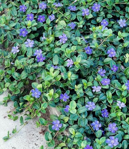baldur-garten-vinca-minor-blau-3x-bodendecker-im-9x9-cm-topf image 5