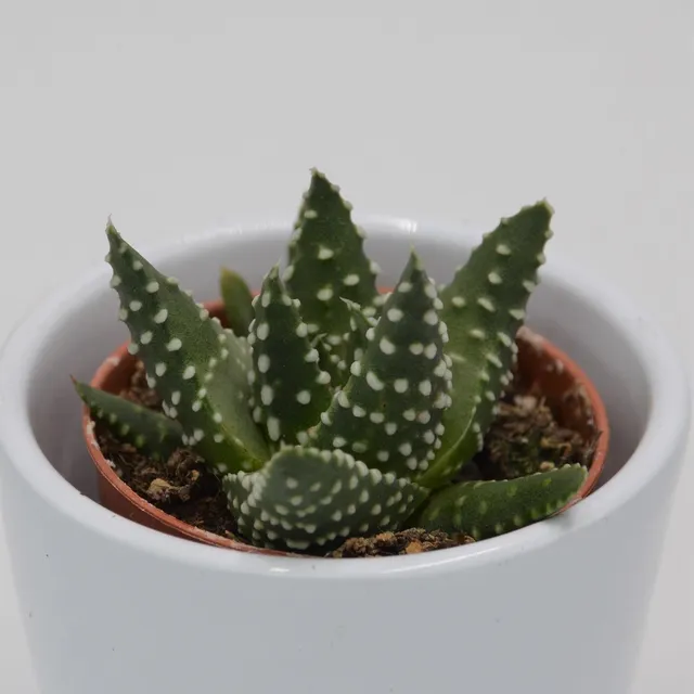 pasiora-haworthia-margaritifera-sukkulente-5-5cm-topf image 1