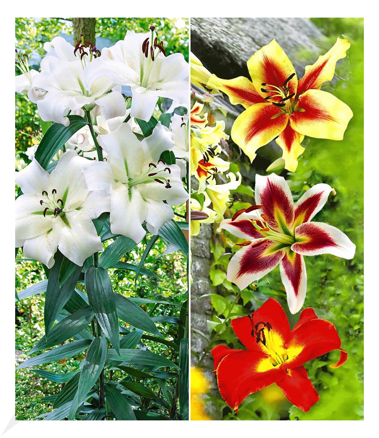 baldur-garten-3x-tree-lily-pretty-woman-zwiebel-16-18-cm image 6