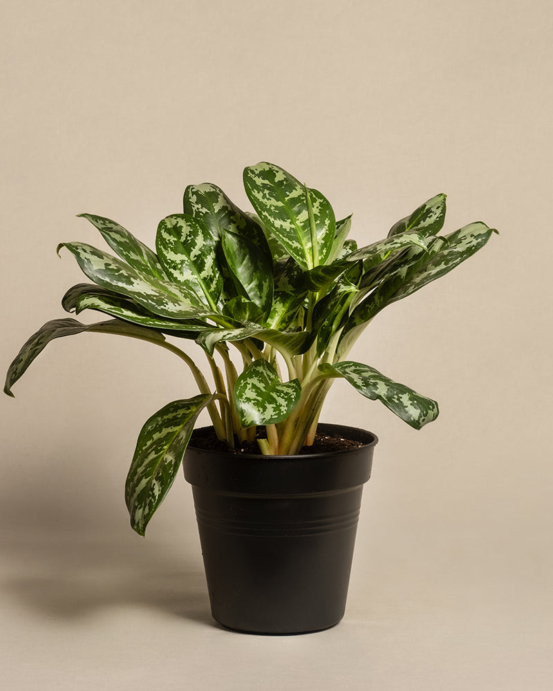 feey-aglaonema-amazon-silver-kolbenfaden-gro image 3