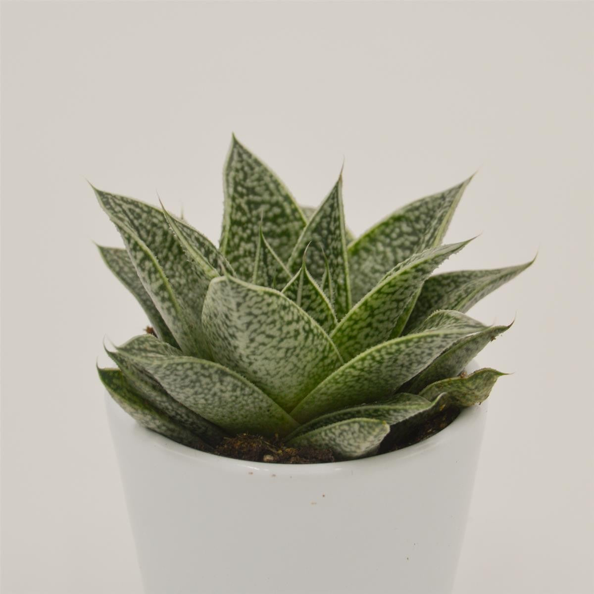 pasiora-gasteria-nella-sukkulente-6cm image 2