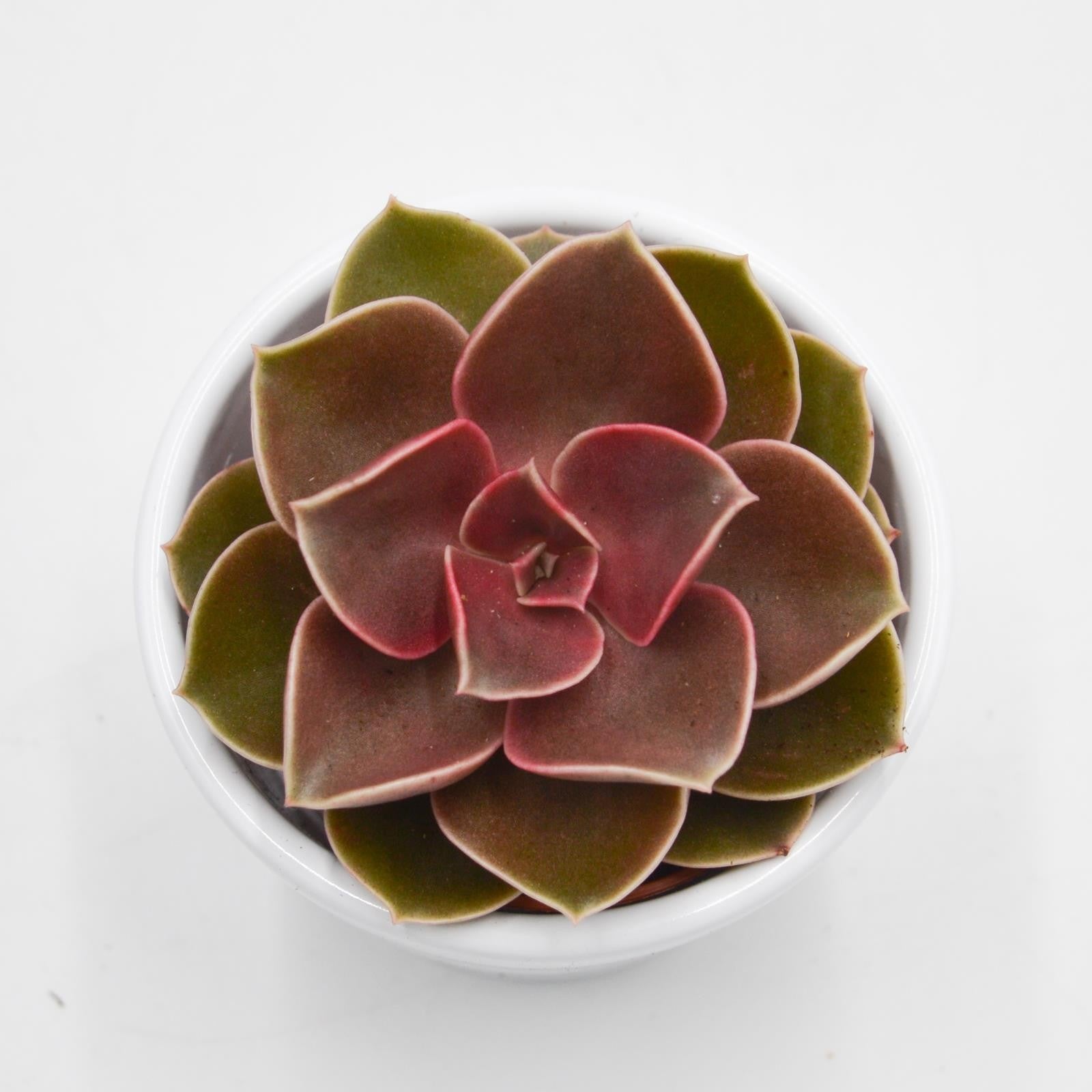 pasiora-echeveria-red-ruby-5-5cm image 2