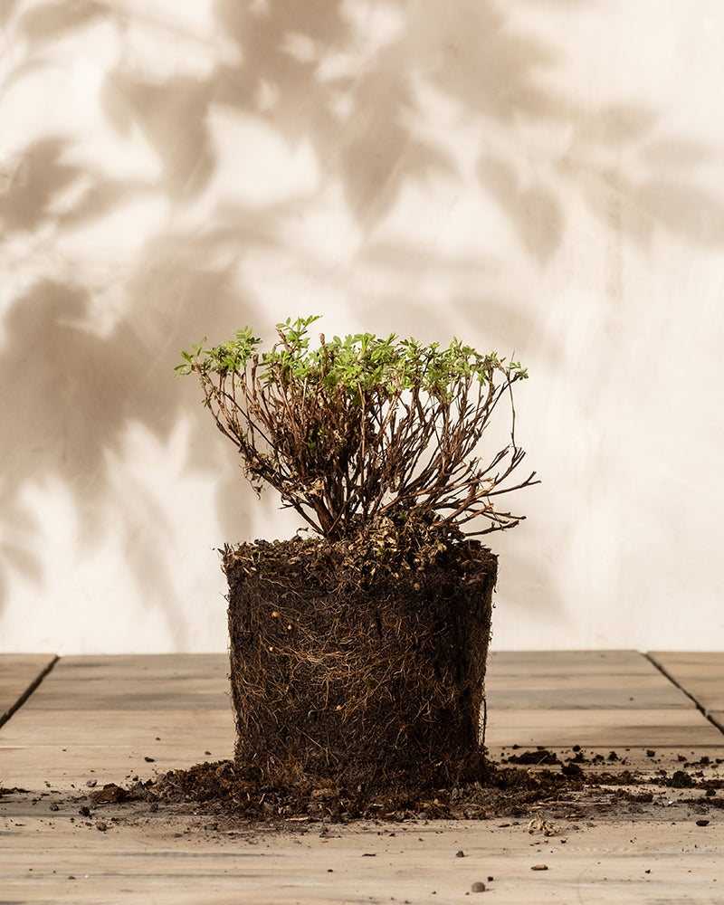 feey-gelber-fingerstrauch-potentilla-goldfinger image 3