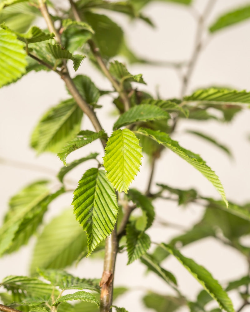 feey-hainbuche-carpinus-betulus-winterharte-heckenpflanze image 2