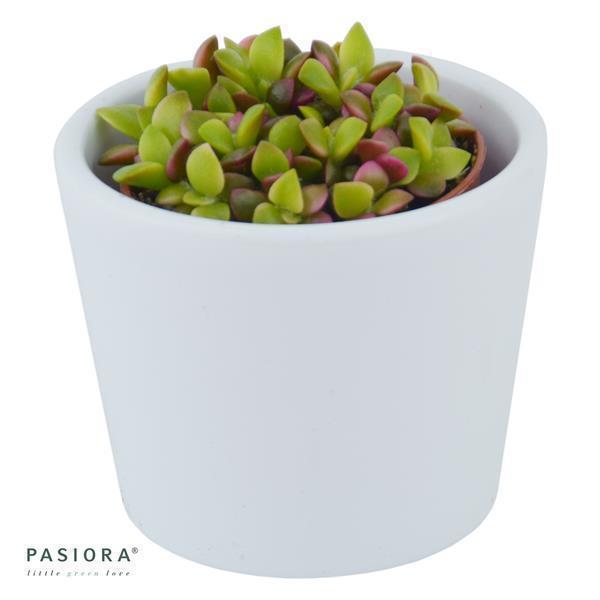 pasiora-anacampseros-rufescens-variegata-sukkulente-5-5cm image 2
