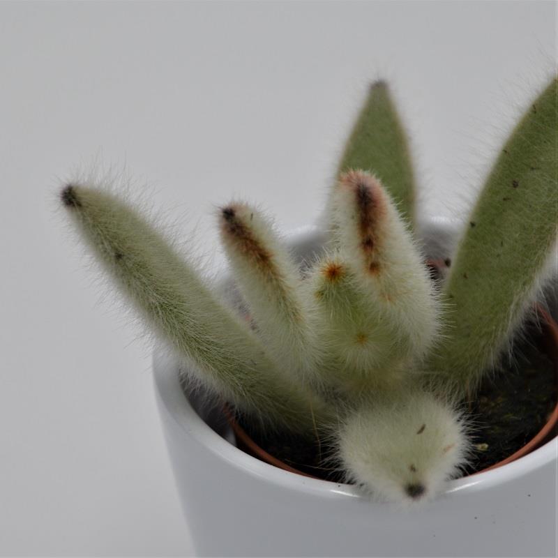 pasiora-kalanchoe-villosa-sukkulente-6-5cm-topf image 2