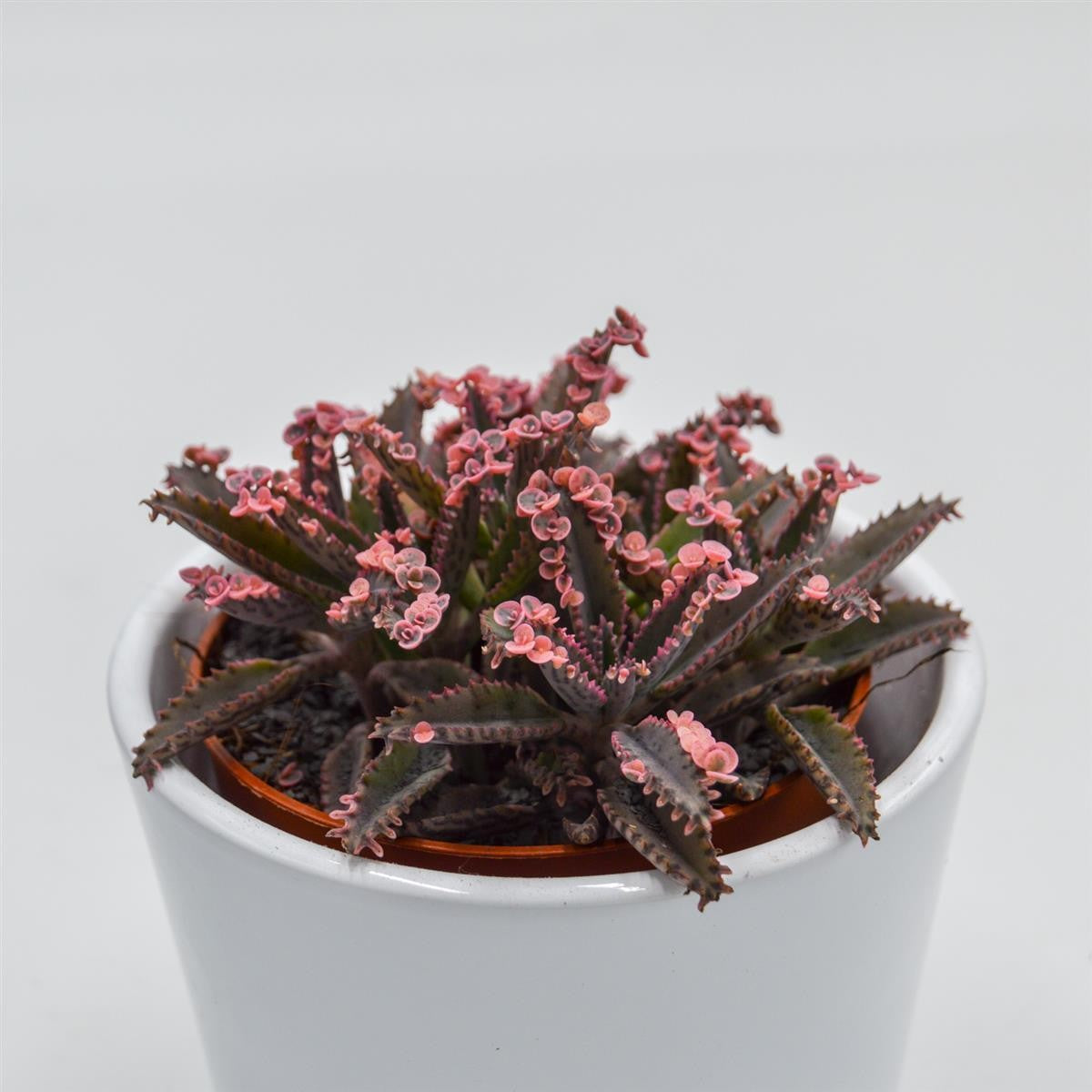 pasiora-kalanchoe-pink-butterfly-brutblatt-8-5-cm-topf image 4