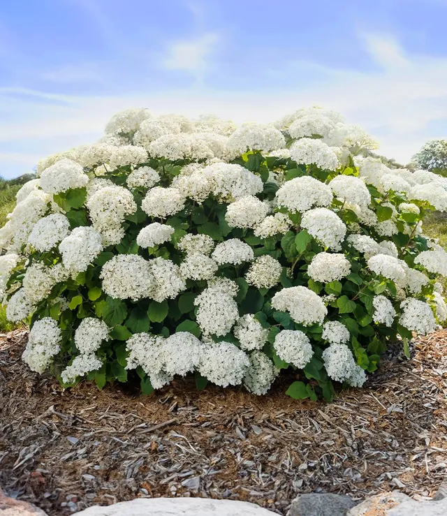 baldur-garten-freiland-hortensie-flowerwow-im-14-cm-topf image 1