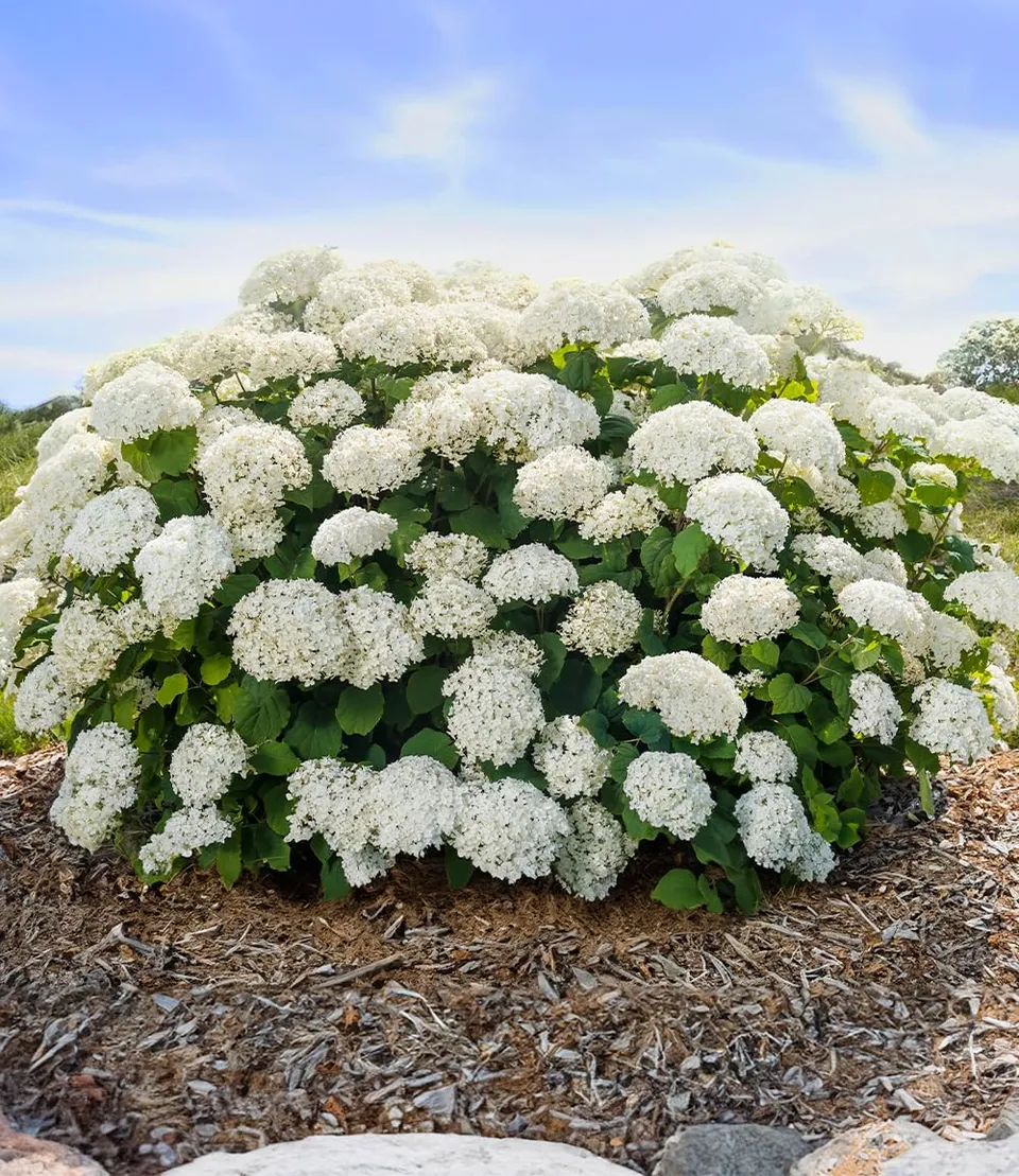 baldur-garten-freiland-hortensie-flowerwow-im-14-cm-topf image 1