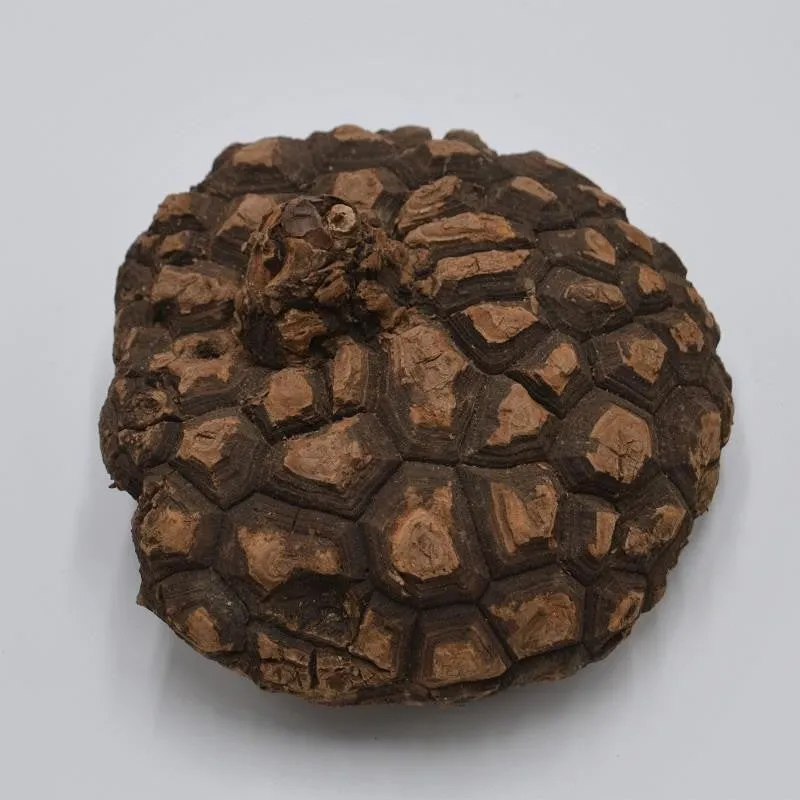 pasiora-dioscorea-mexicana-caudex-knolle-19-21cm image 1