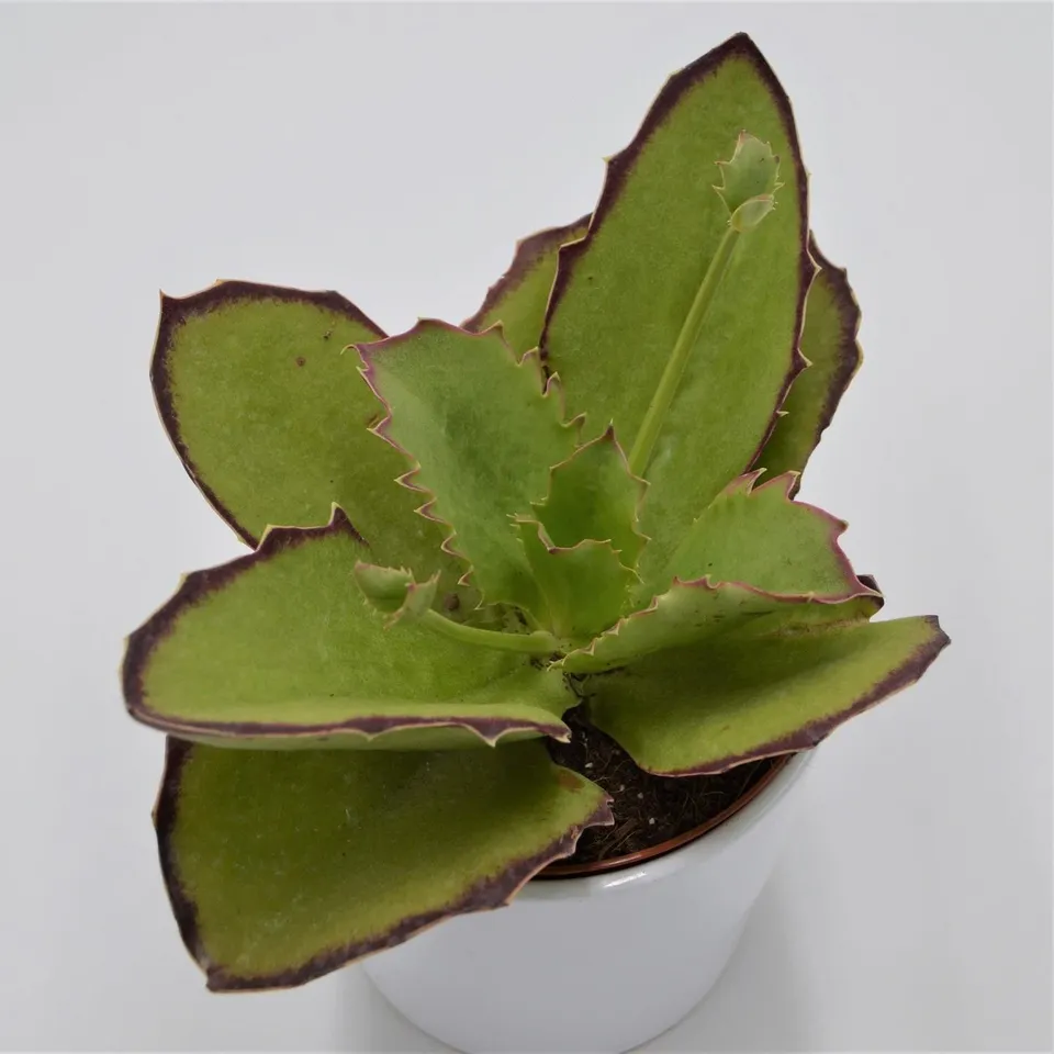 pasiora-kalanchoe-synsepala-13cm-sukkulente image 1