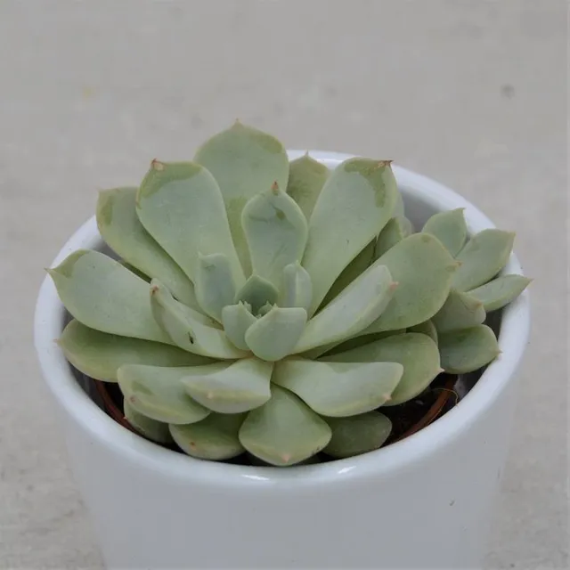 pasiora-echeveria-globulosa-sp-sukkulente-im-5-5cm-topf image 1