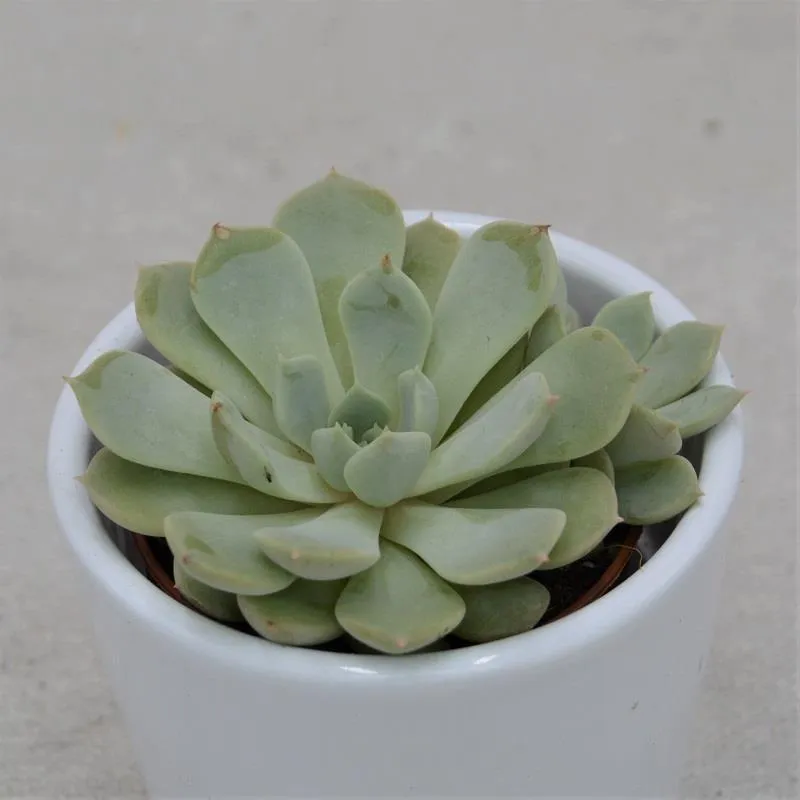 pasiora-echeveria-globulosa-sp-sukkulente-im-5-5cm-topf image 1