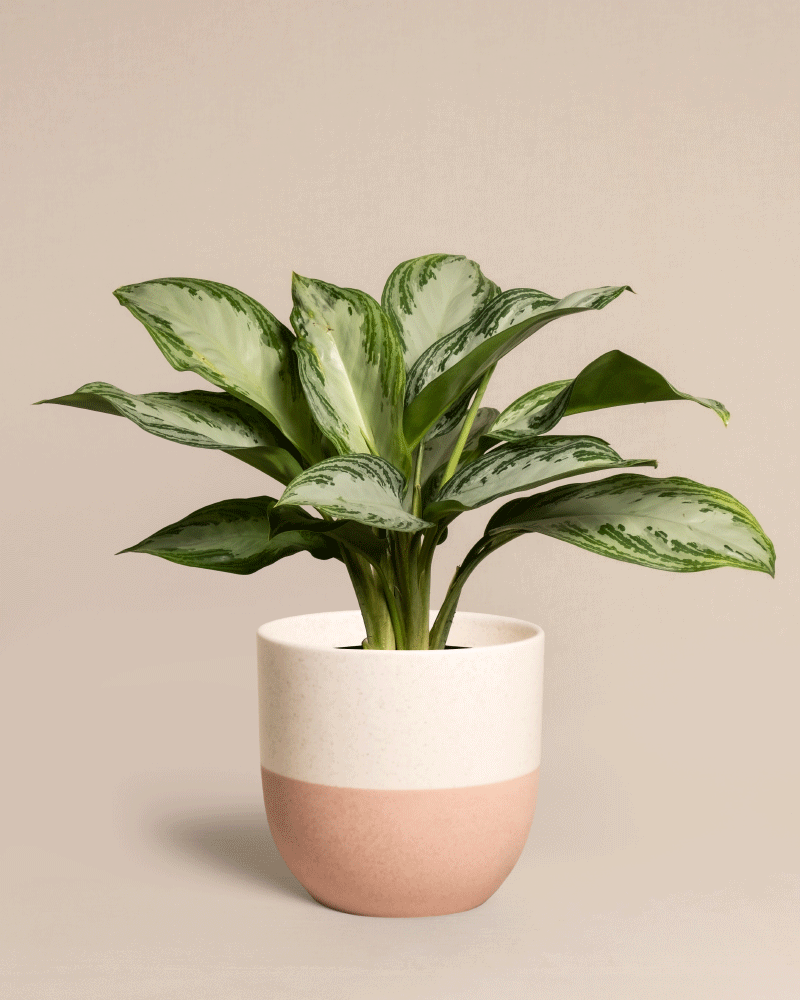 feey-aglaonema-silver-bay-zimmerpflanze image 5