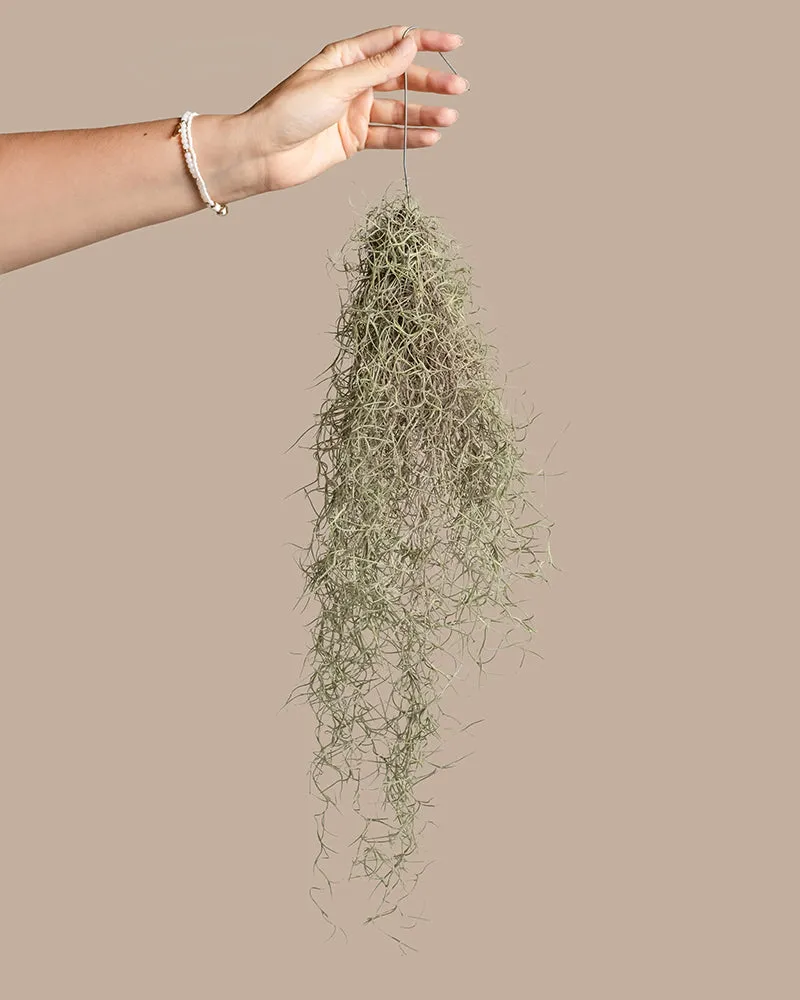 feey-spanisches-moos-tillandsia-usneoides-klein image 1