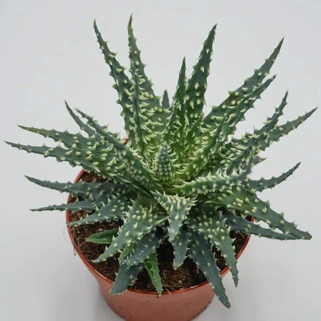 pasiora-aloe-safari-sukkulente-10-5cm-topf image 1