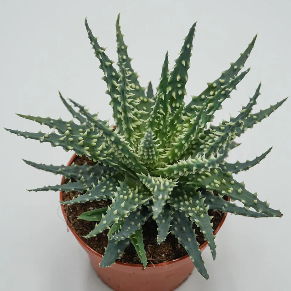 pasiora-aloe-safari-sukkulente-10-5cm-topf image 1