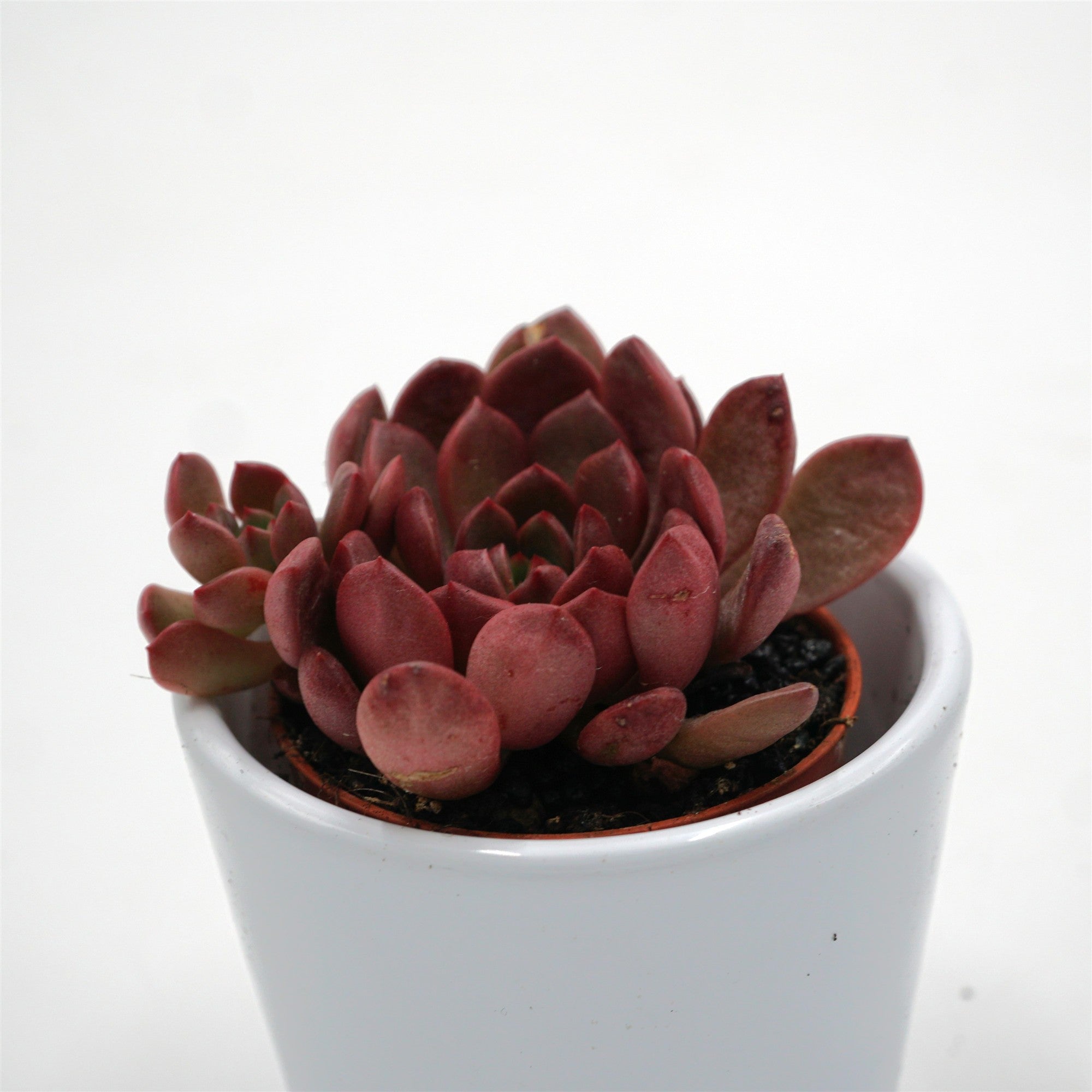 pasiora-x-graptoveria-pink-ruby-sukkulente-5-5cm-topf image 1