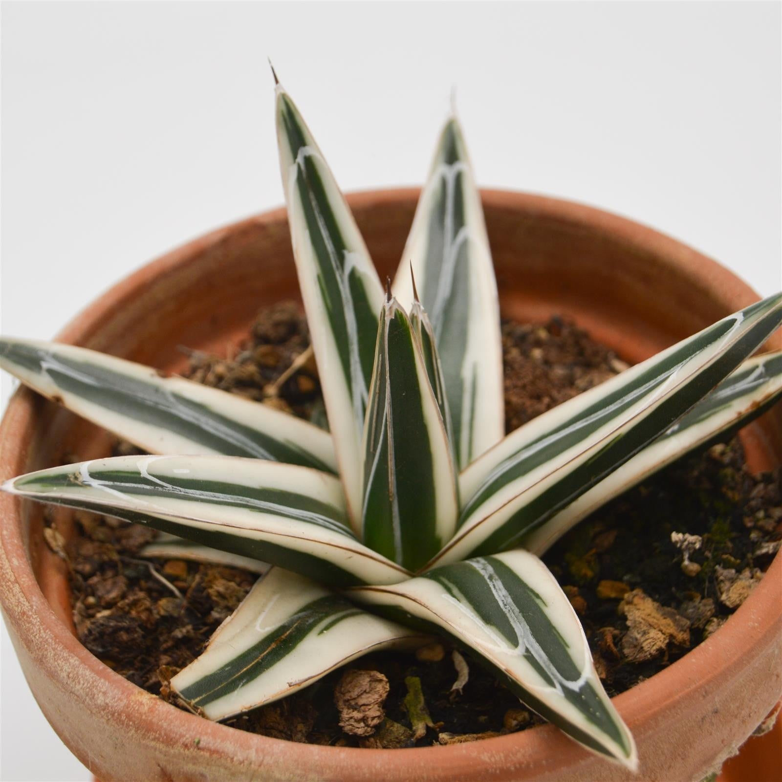 pasiora-agave-victoriae-reginae-white-rhino-sukkulente-13cm-im-tontopf image 1