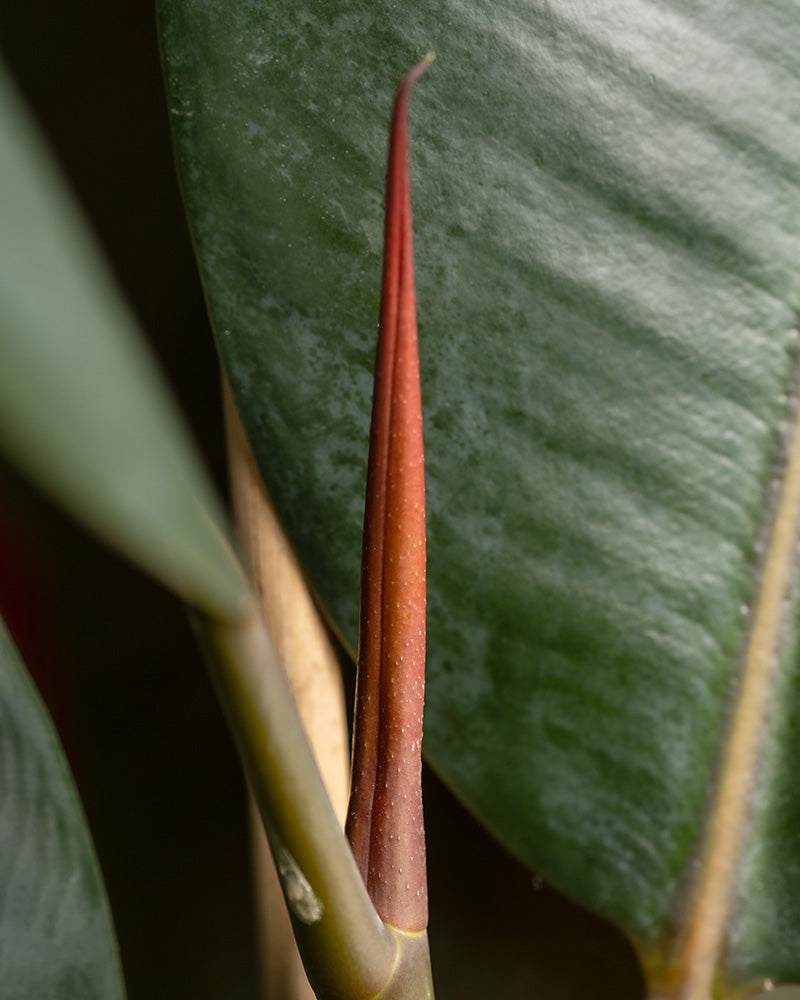 feey-gummibaum-xl-zimmerpflanze-ficus-elastica-abidjan image 2