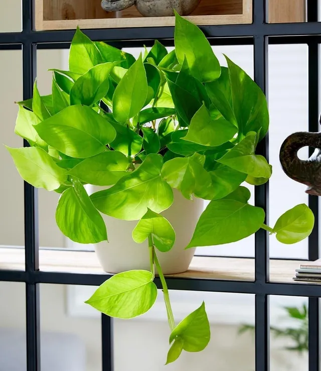baldur-garten-efeutute-golden-pothos-zimmerpflanze-im-12-cm-topf image 1