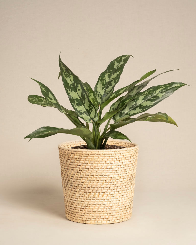 feey-aglaonema-maria-zimmerpflanze image 5