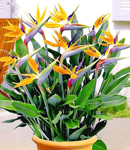 baldur-garten-paradiesvogel-blume-strelitzie-im-12-cm-topf image 5