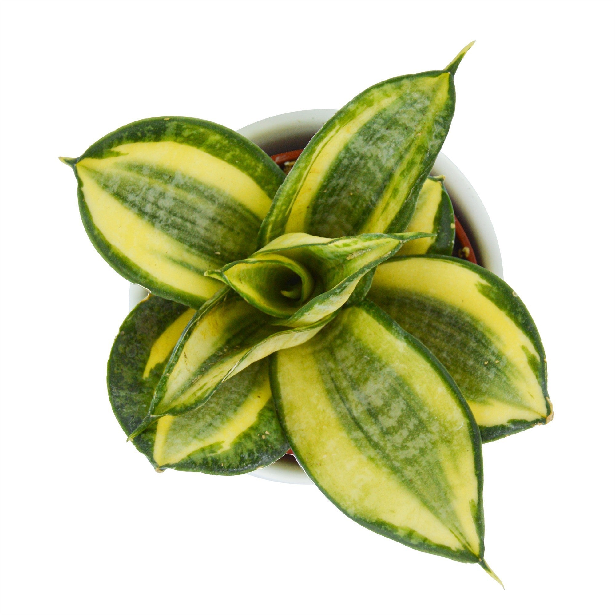 pasiora-sansevieria-trifasciata-golden-hahnii-6cm-topf image 2