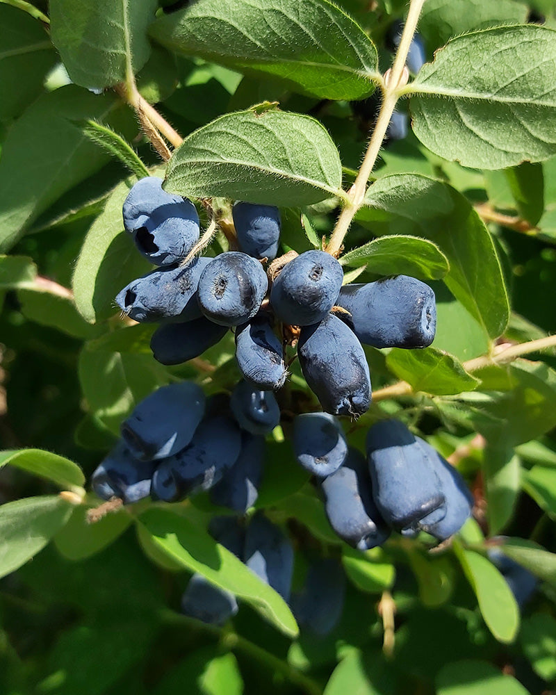 feey-maibeere-lonicera-kamtschatica-honigbeere-pflanze image 2