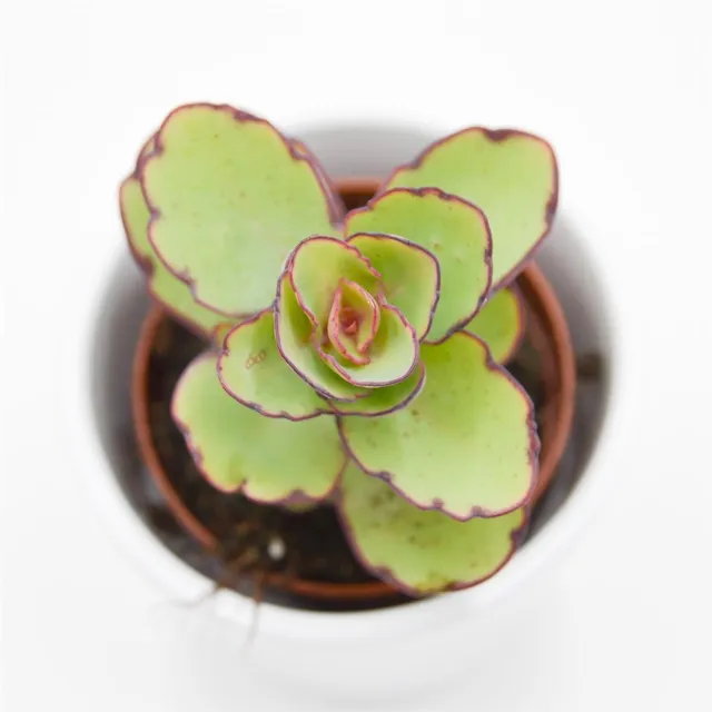 pasiora-kalanchoe-thailandii-sukkulente-brutblatt-5-5cm-topf image 1