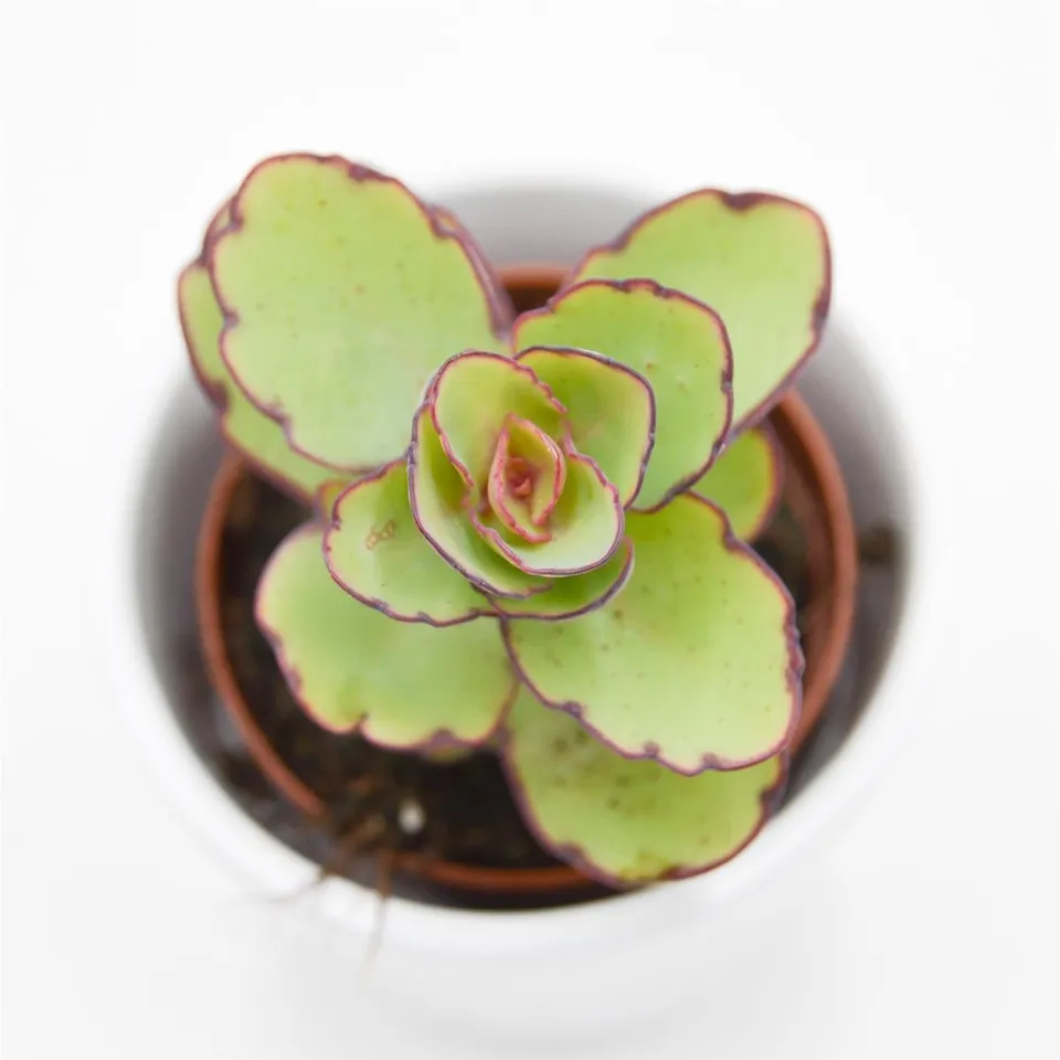 pasiora-kalanchoe-thailandii-sukkulente-brutblatt-5-5cm-topf image 1