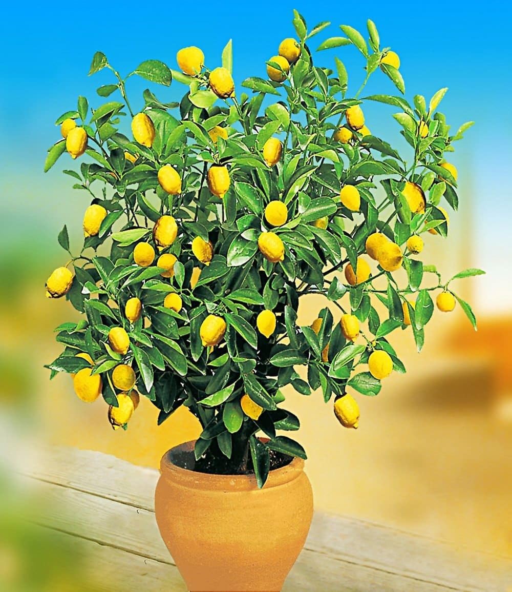 baldur-garten-zitronen-orangenbaum-2er-set-citruspflanzen-im-12-cm-topf image 2