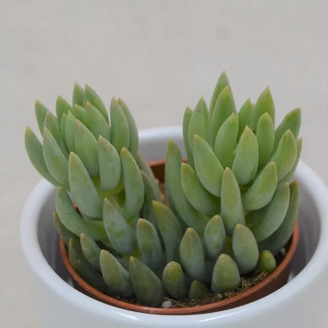pasiora-sedum-morganianum-h-ngesukkulente-5-5cm-topf image 1