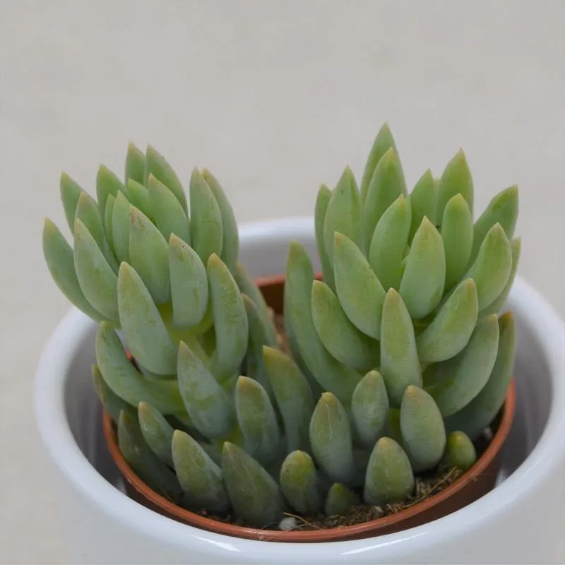 pasiora-sedum-morganianum-h-ngesukkulente-5-5cm-topf image 1