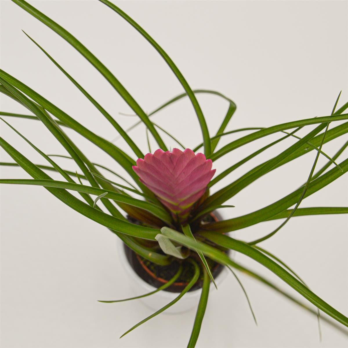 pasiora-tillandsia-cyanea-tillandsie-6-cm image 1