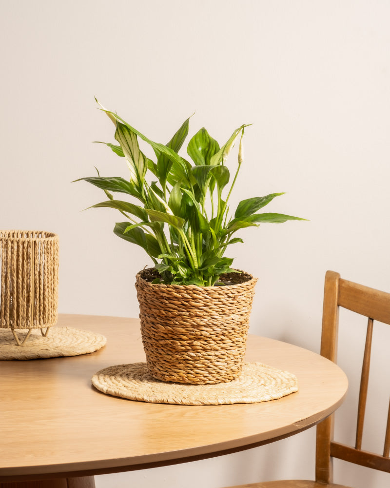 feey-einblatt-spathiphyllum-wallisii-friedenslilie-klein image 4