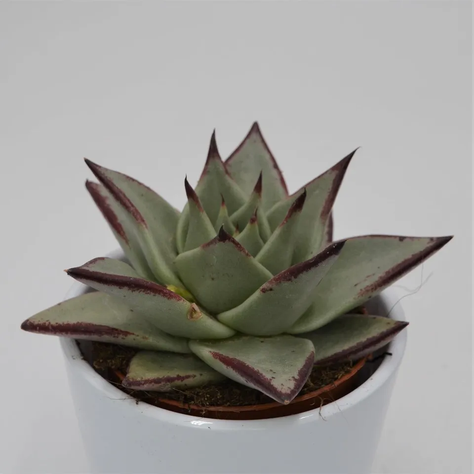 pasiora-echeveria-agavoides-ebony-echeverie-8-5cm-topf image 1