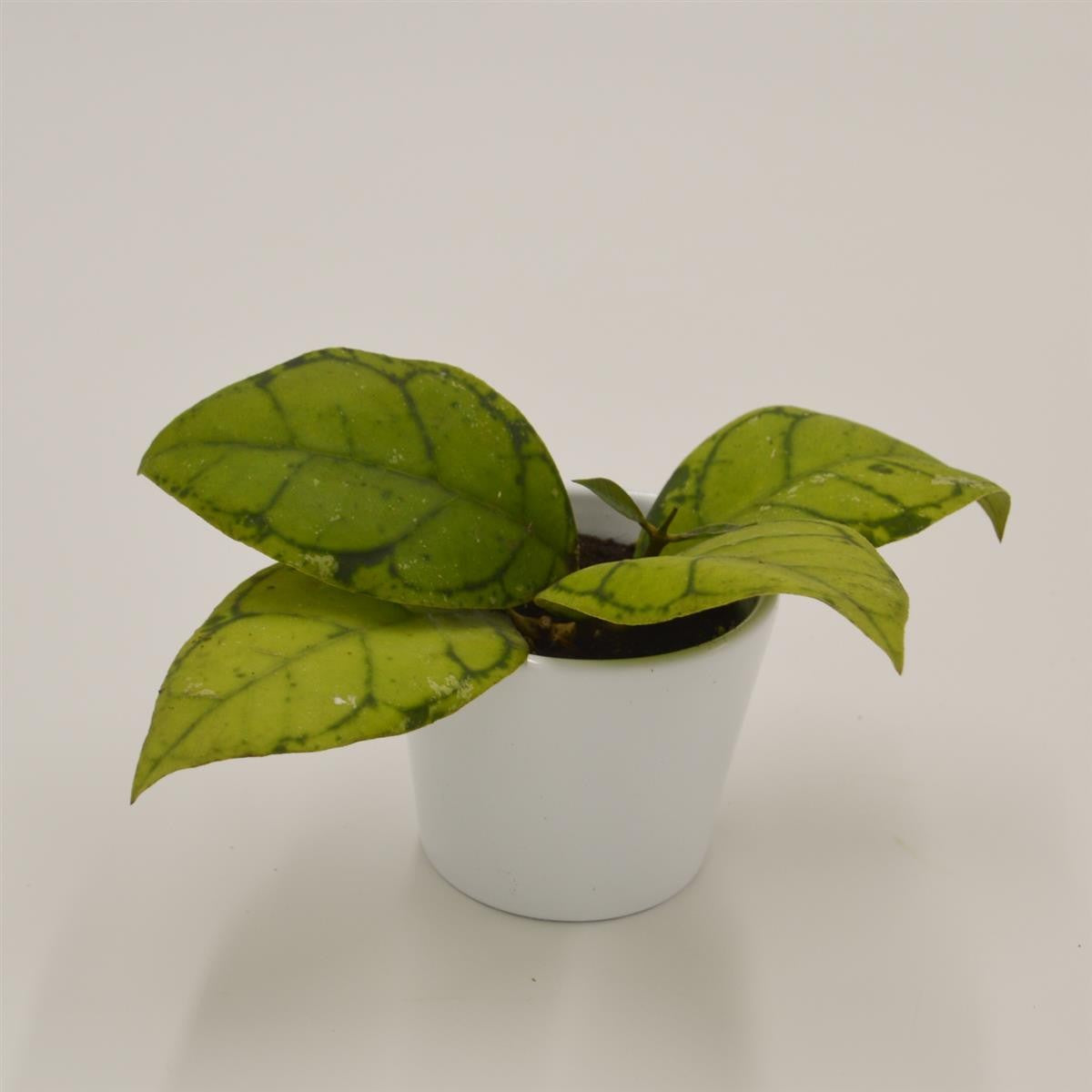 pasiora-hoya-callistophylla-porzellanblume-6cm-topf image 2