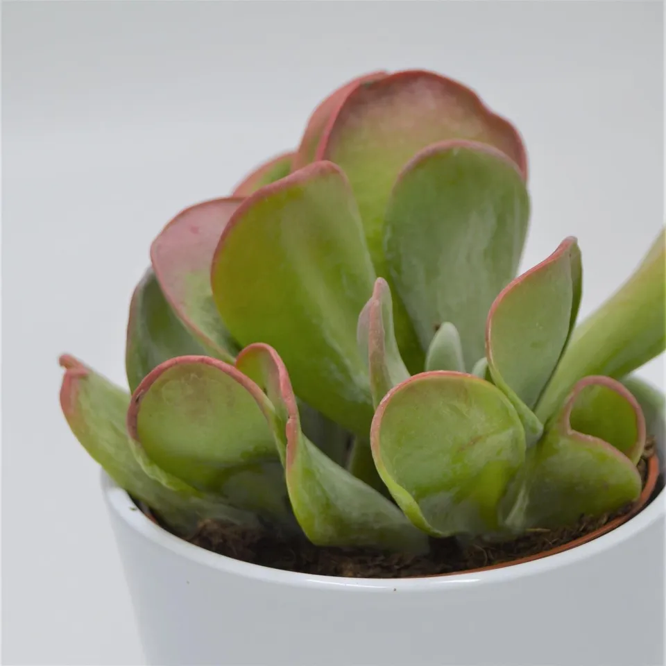 pasiora-kalanchoe-lady-finger-12cm image 1