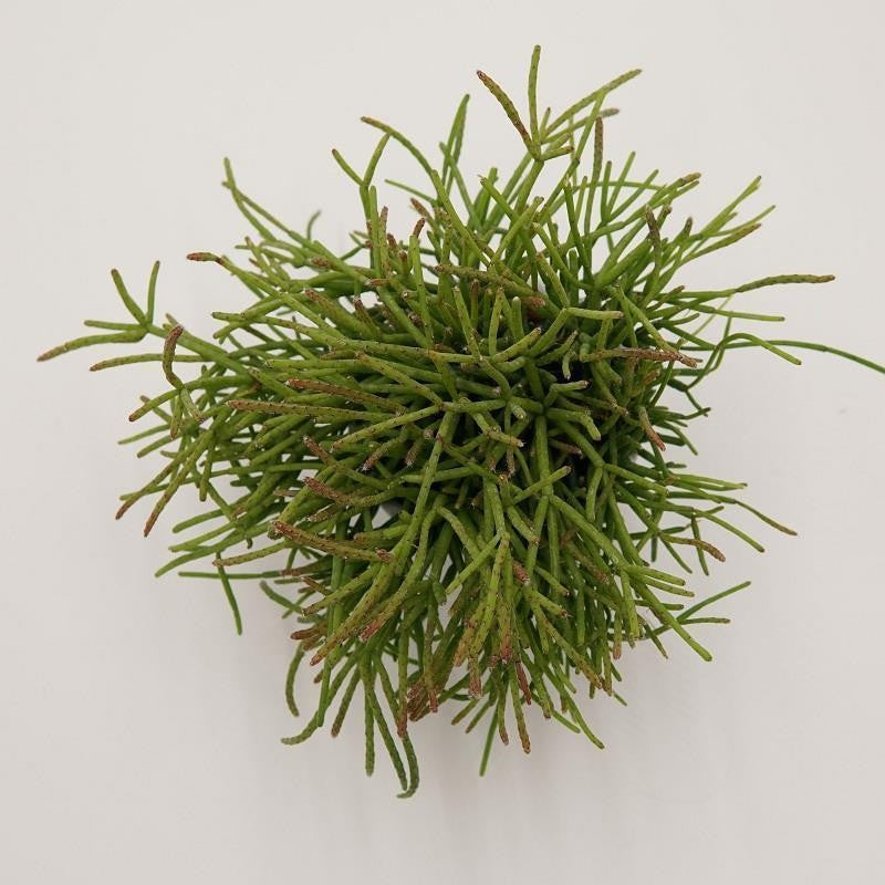 pasiora-rhipsalis-cassutha-korallenkaktus-6cm image 1