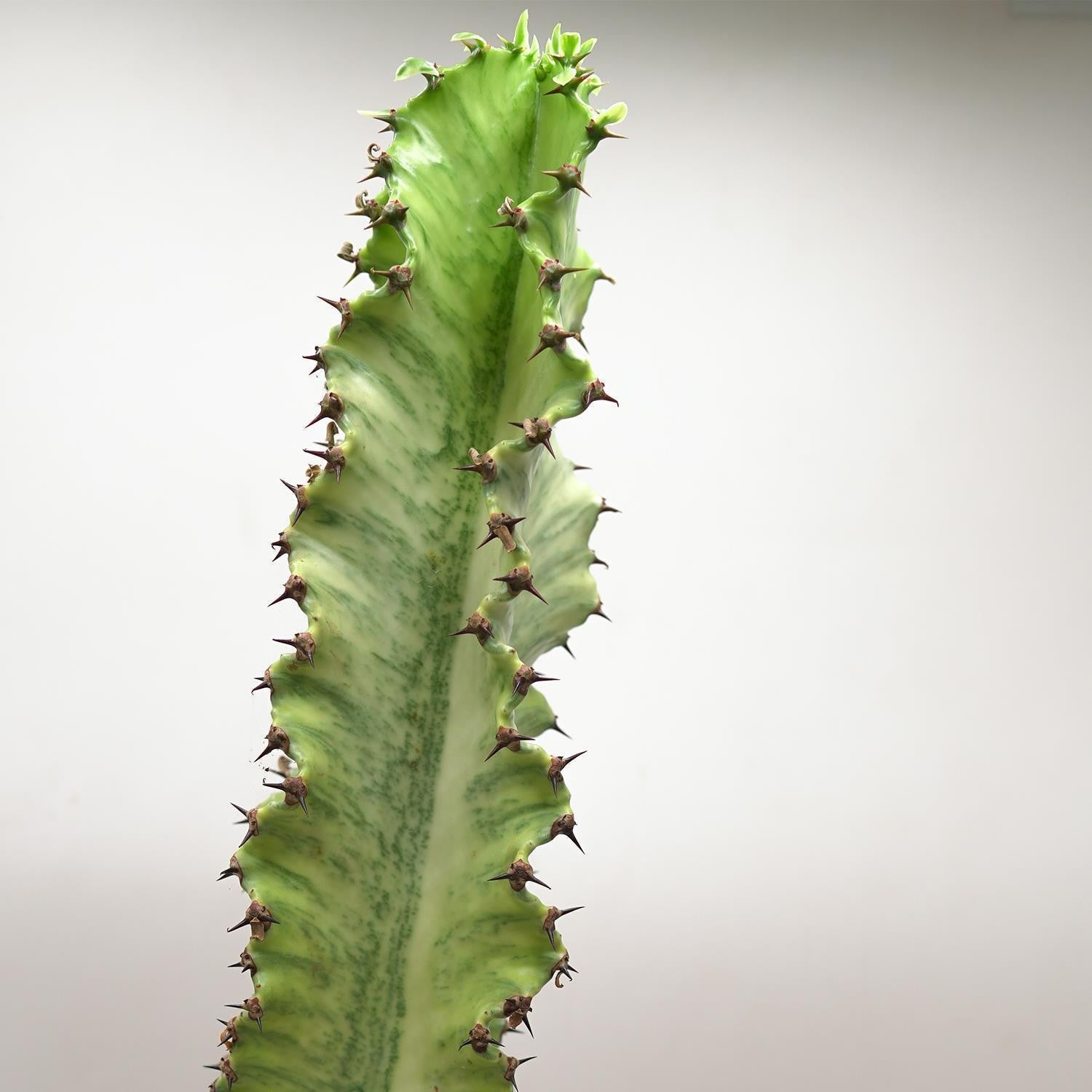 pasiora-euphorbia-ingens-marmorata-sukkulente-17cm image 1