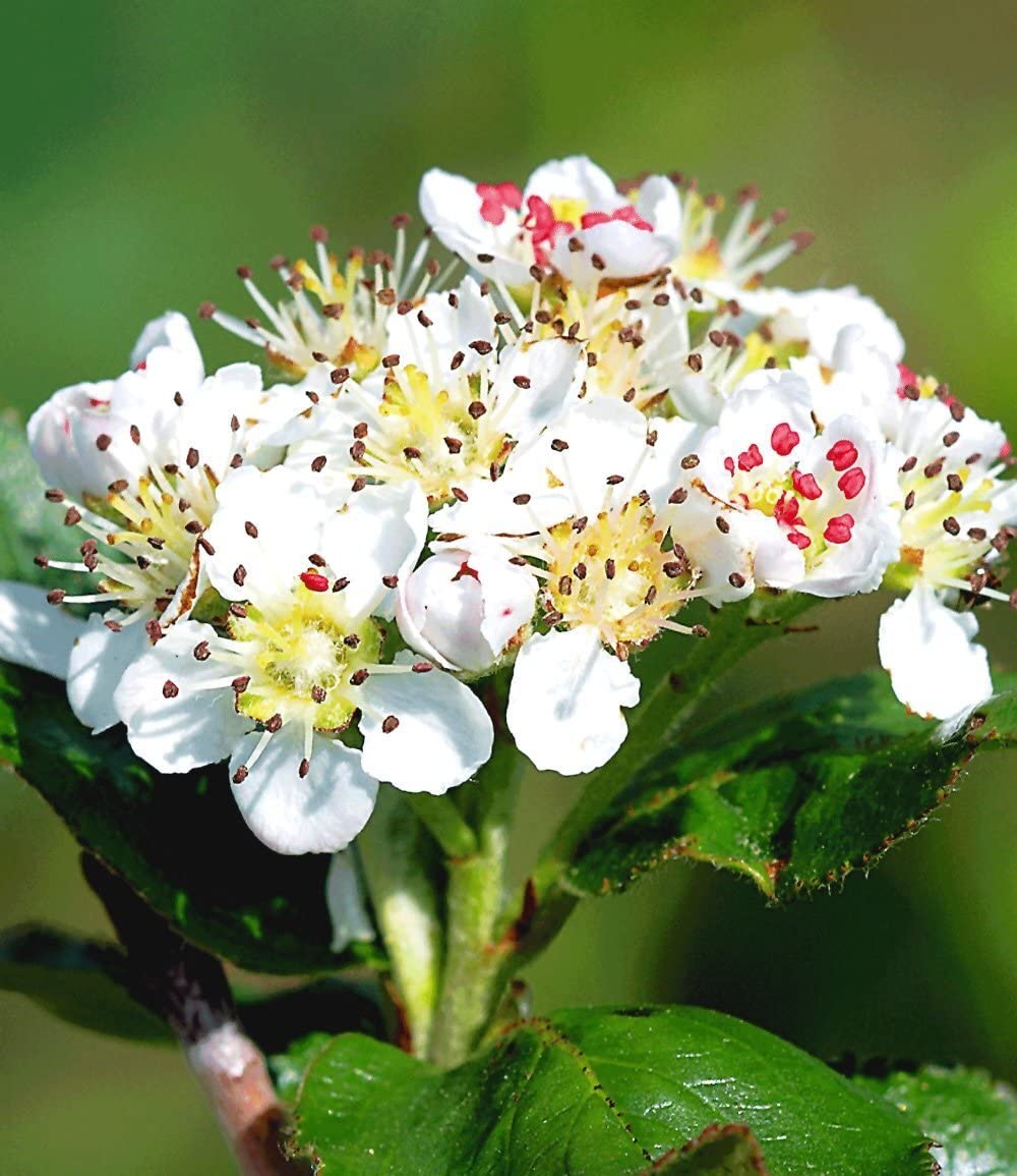 baldur-garten-vitaminbeere-apfelbeere-aronia-obstpflanze-im-2-liter-topf image 4