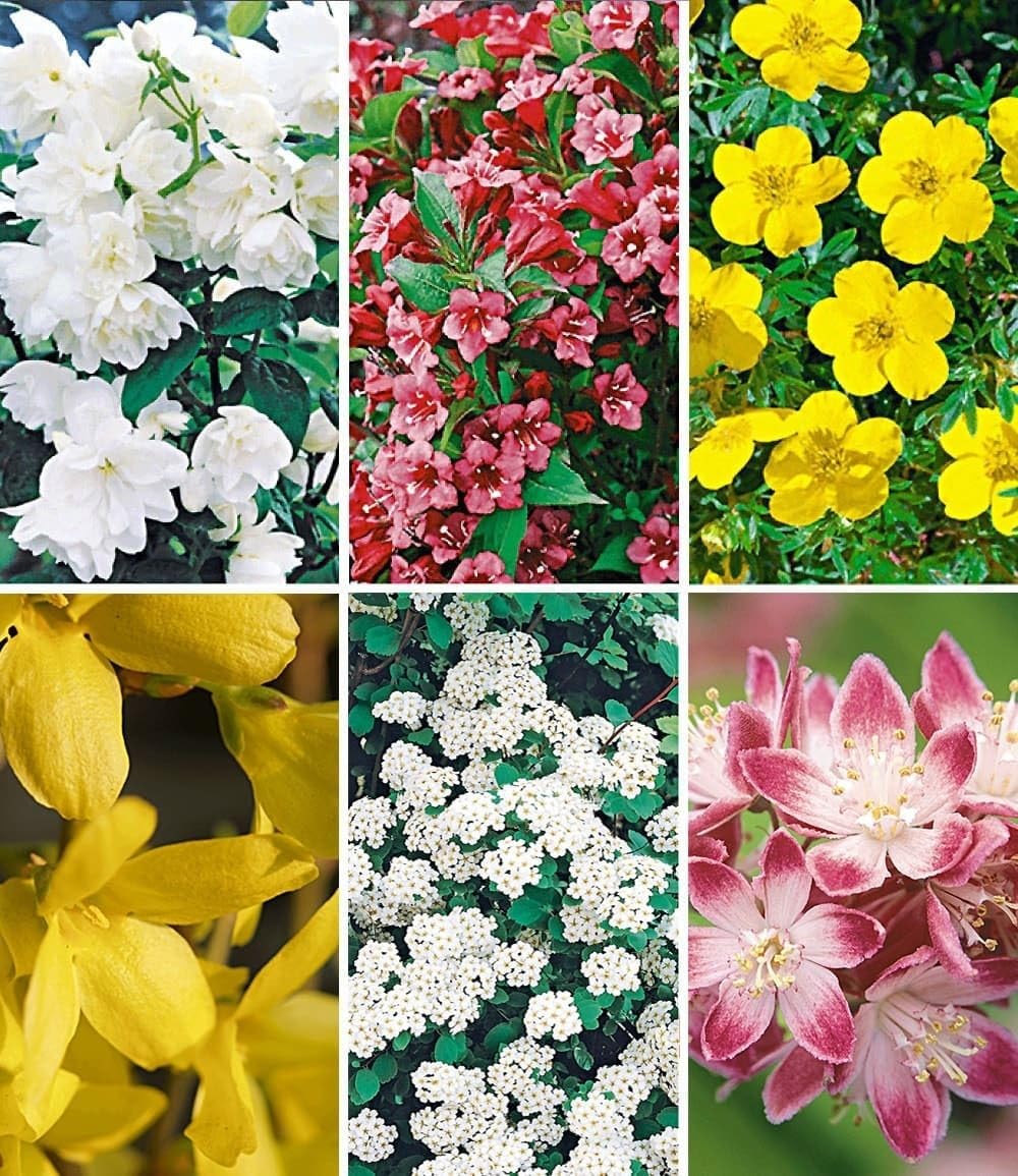 baldur-garten-winterharter-jasmin-star-of-toscane-duftend-9x9-cm-topf image 8